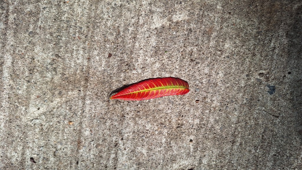 Picture from Toronto, Canada